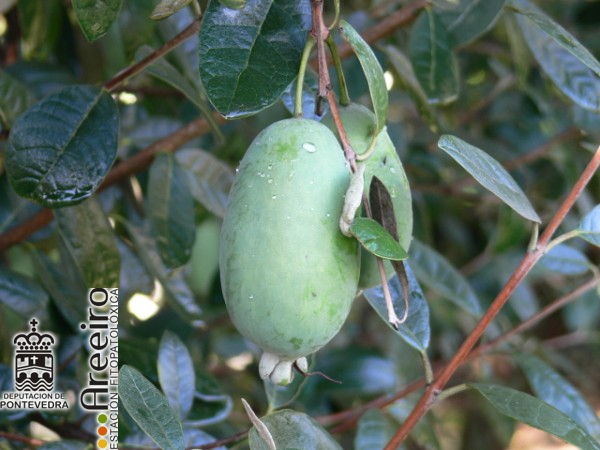 Feijoa (Feijoa sellowiana) - Fruto en el arbol.jpg